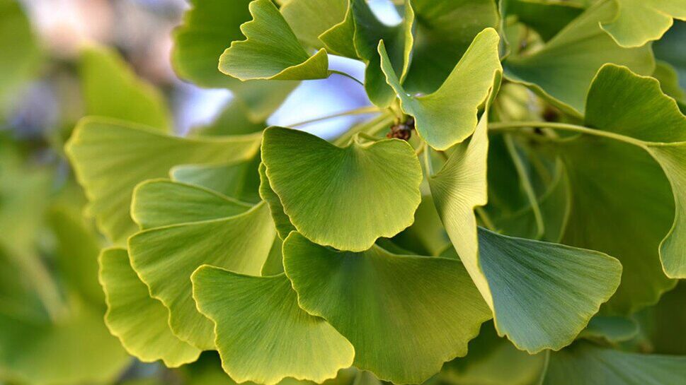 Insunol içinde Ginkgo Biloba