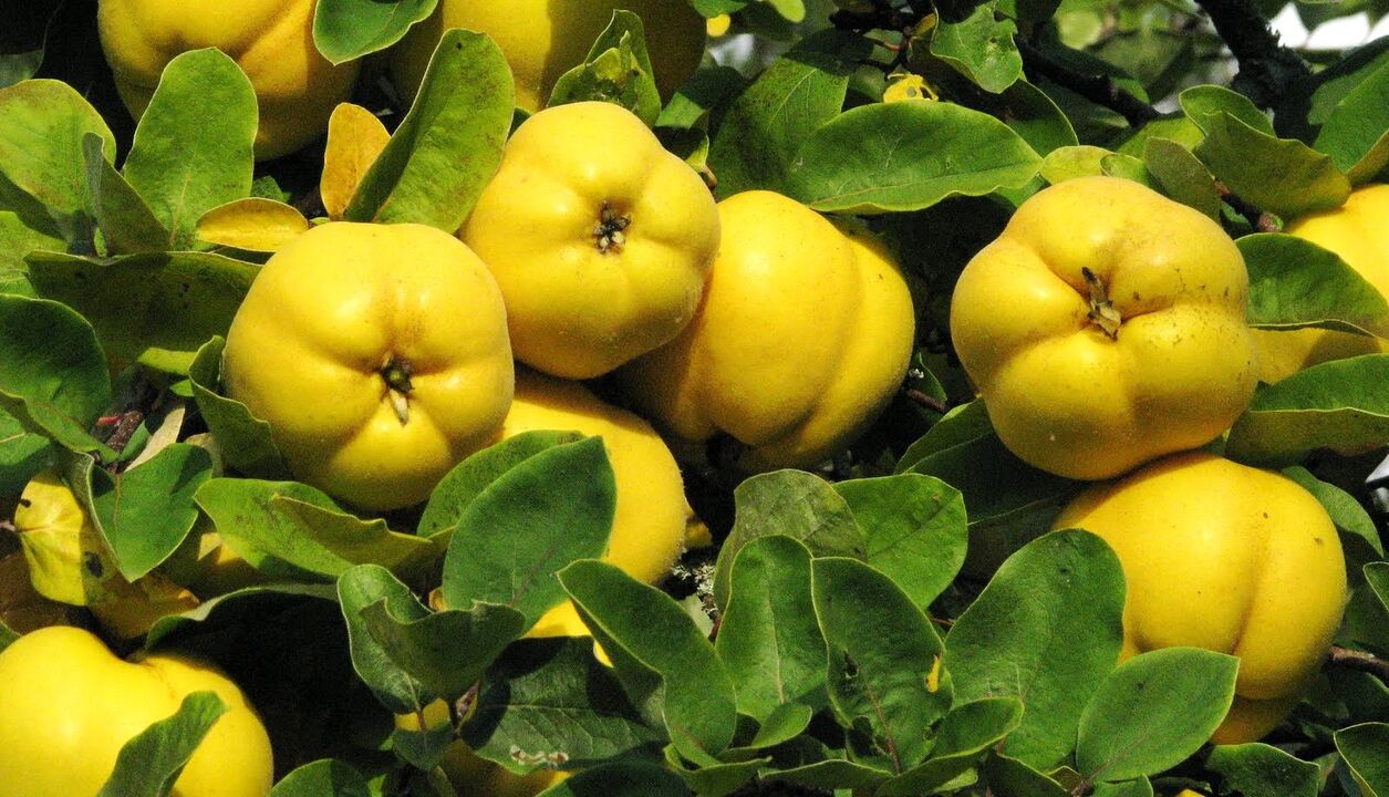 Quince yaprakları diyabetin halk tedavisinde kullanılır